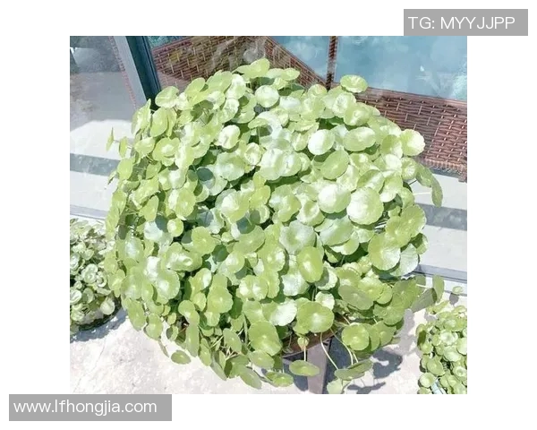 全面解析建站流程与技巧，从零基础到高效上线的全方位指南